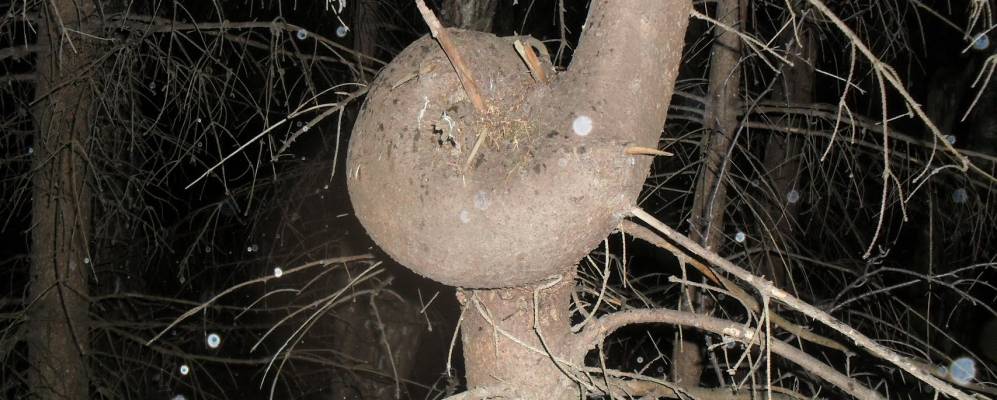 
            Фотография Малой Савватеево