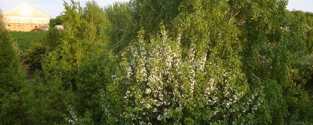 
            Фотография Старого Ирюка