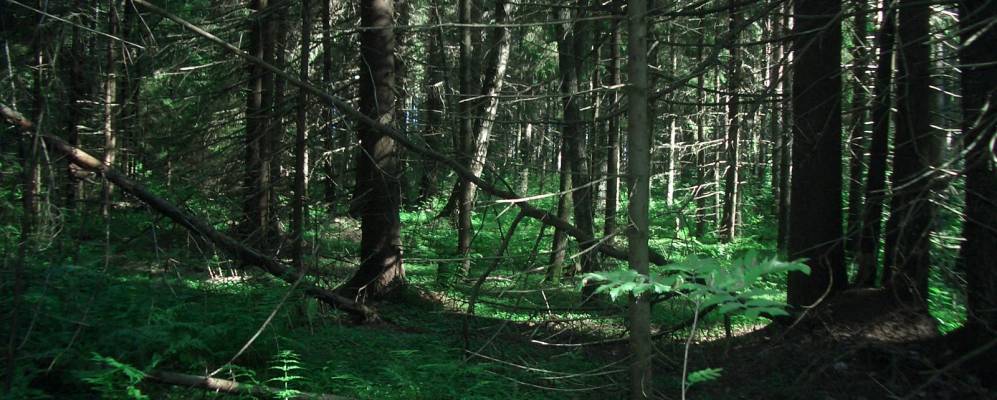 
            Фотография Высокого