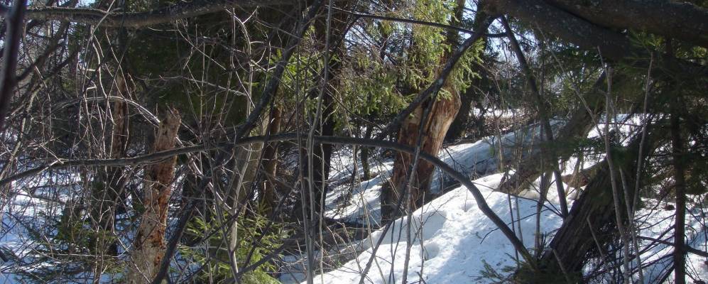 
            Фотография Яшино