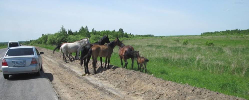 
            Фотография Старой Райчихи