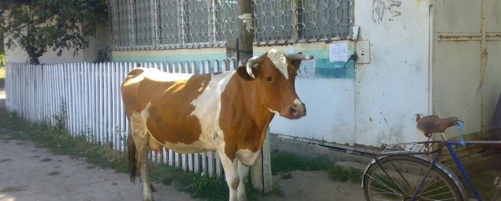 
            Фотография Савинцы