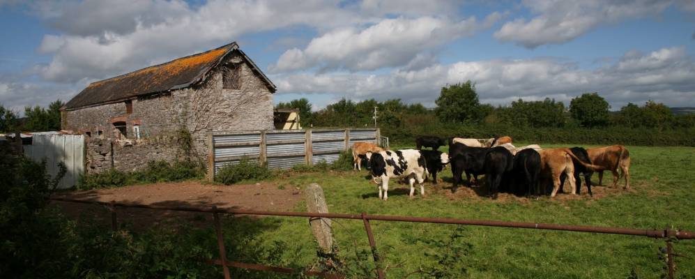 
            Фотография Бакфастли