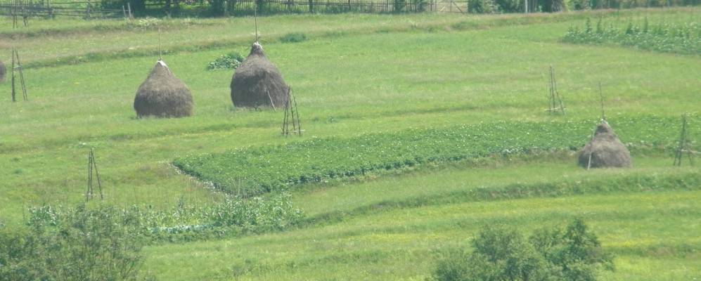 
            Фотография Тибавы