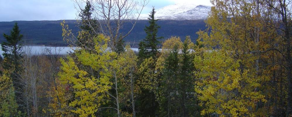 Фотография Калля