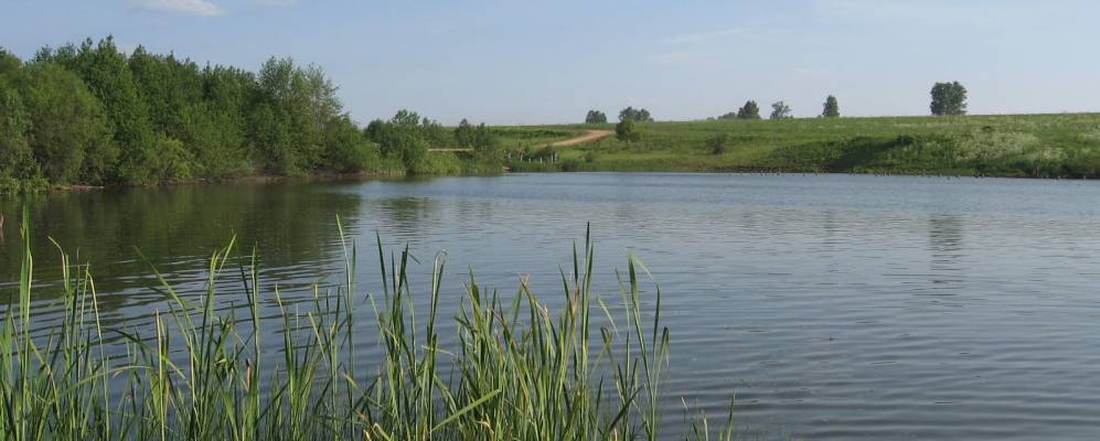 Фотография Шишкино