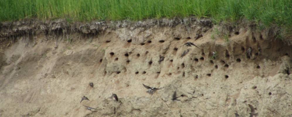 Фотография деревни Брицаловичи