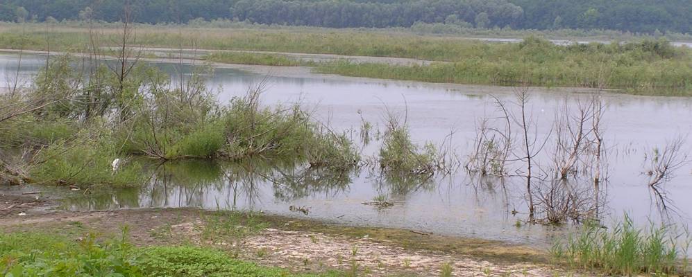 
            Фотография Пулинцы