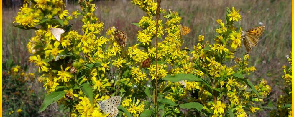 
            Фотография Горки