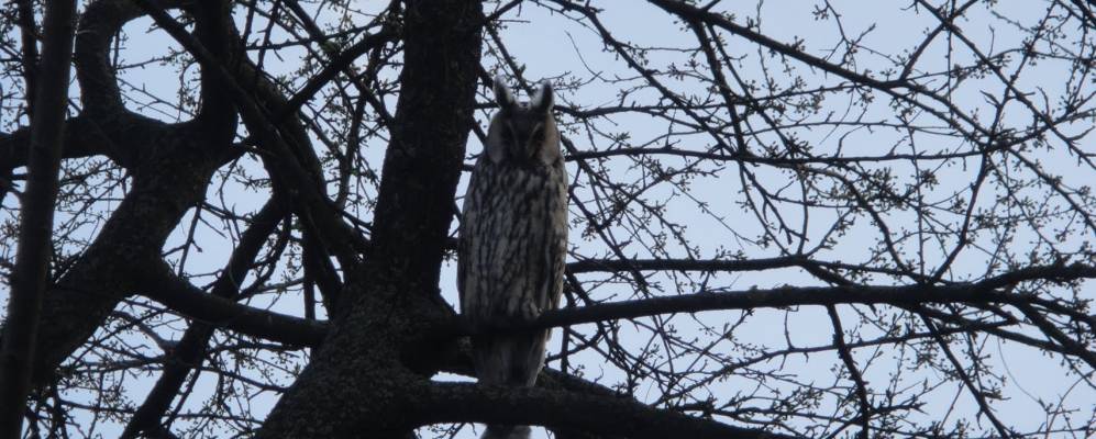 
            Фотография Илавче