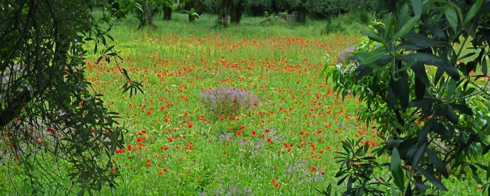 
            Фотография Серавеццы