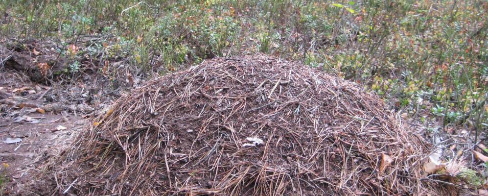 
            Фотография деревни Савейки