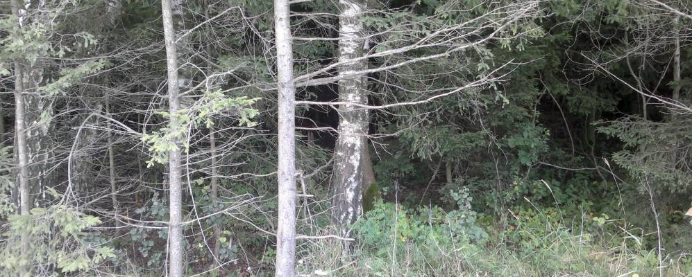 Фотография деревни Залесовцы