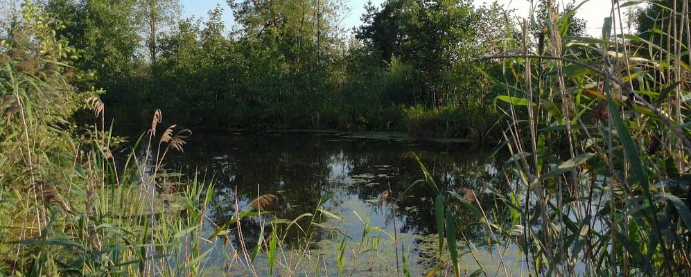 Фотография Залья