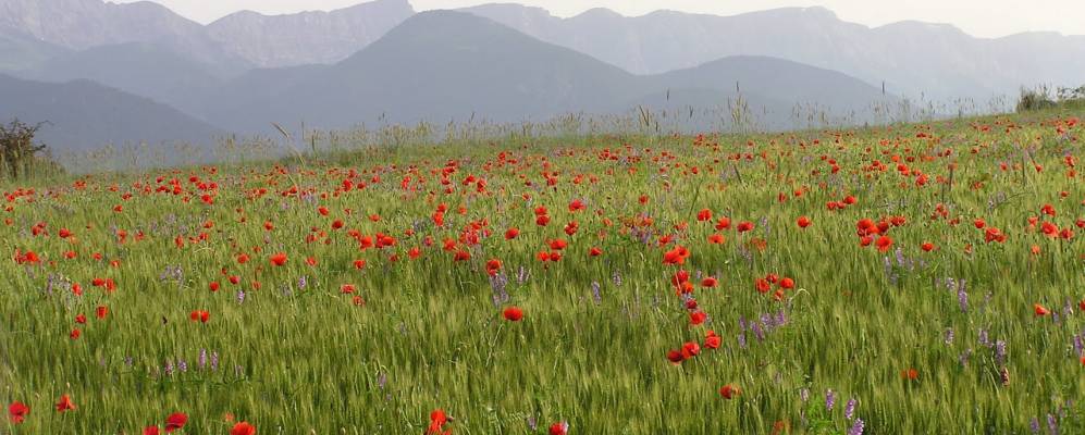 
            Фотография Эльера