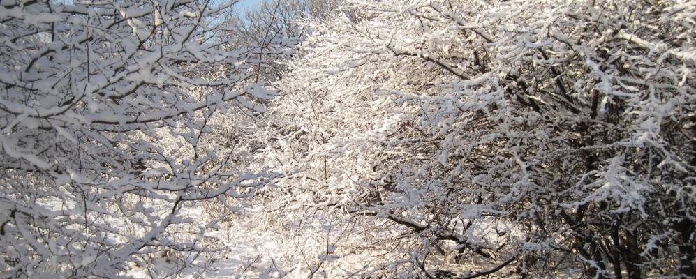 
            Фотография Веселой Рощи