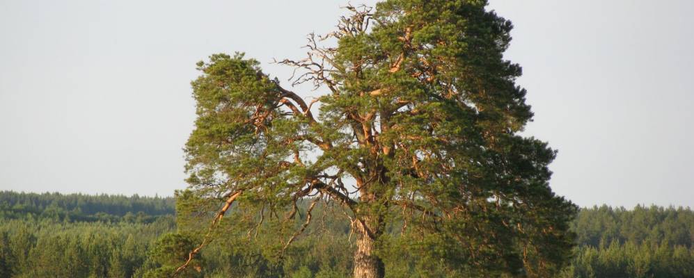 
            Фотография Афанасьевской