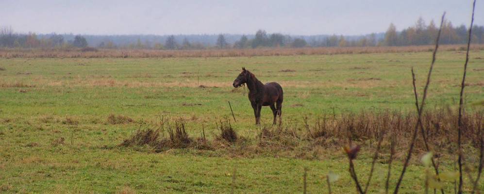 
            Фотография деревни Умерниши