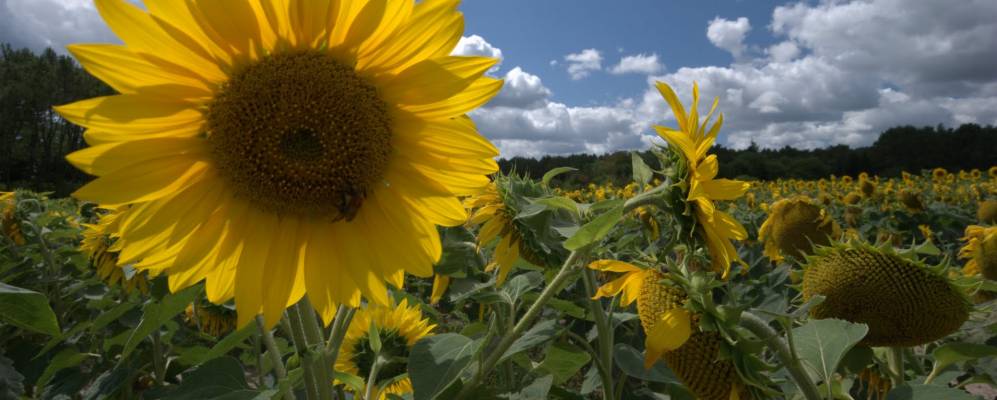 
            Фотография Анзекса