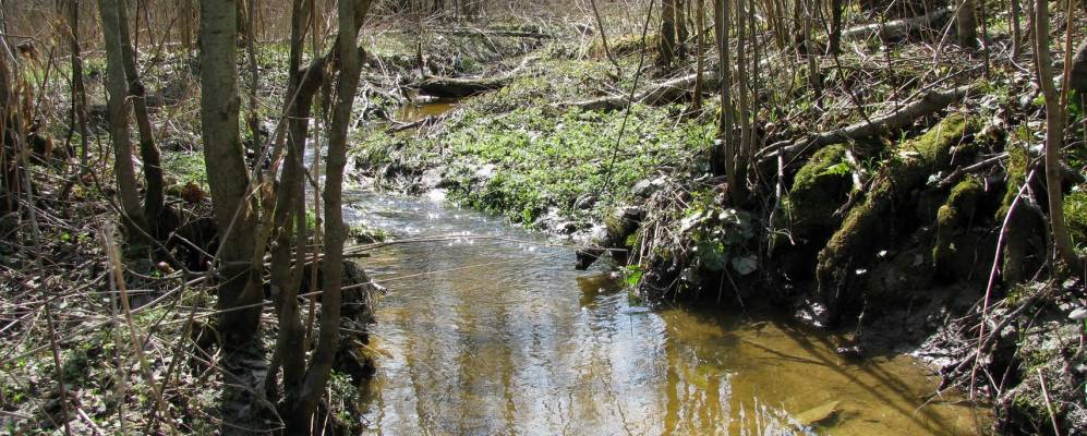 Фотография Зыбихи