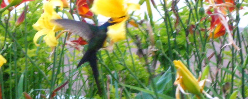 
            Фотография Веспасиано