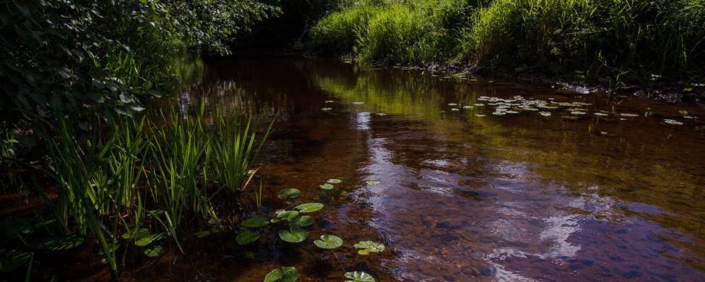 
            Фотография Любимцево