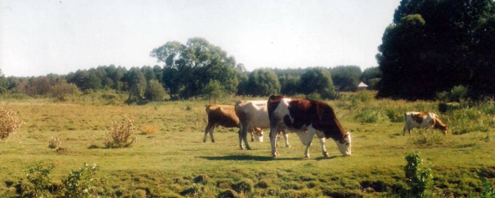 
            Фотография Ченчиков