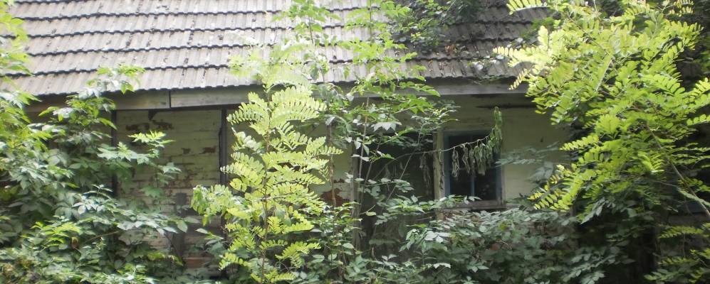 
            Фотография Волки