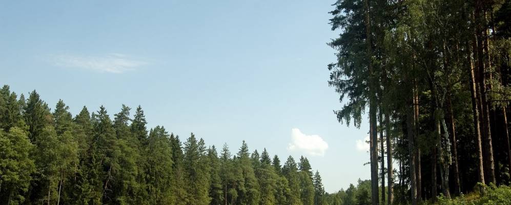 
            Фотография деревни Свояшки