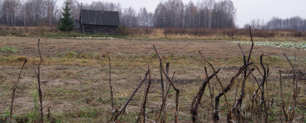 Фотография Головино