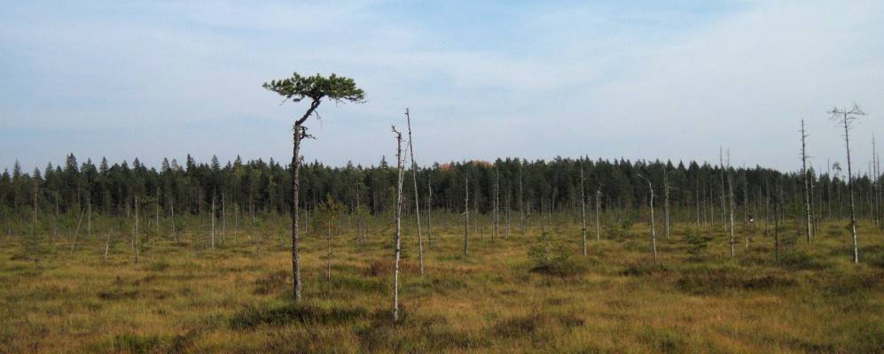 
            Фотография Осетрово