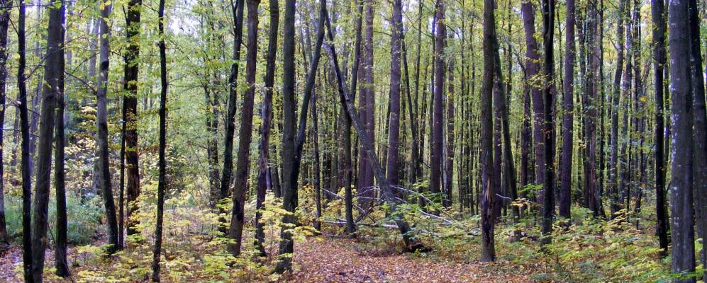 
            Фотография Сульжиновки