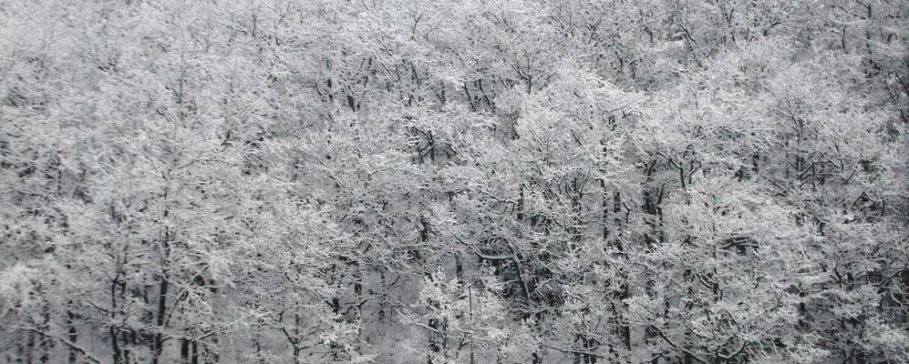 Фотография Легаспия