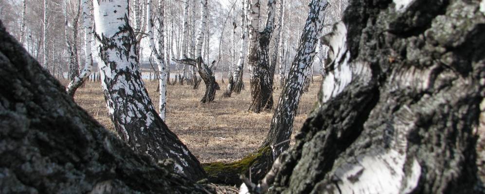 
            Фотография Никитинского