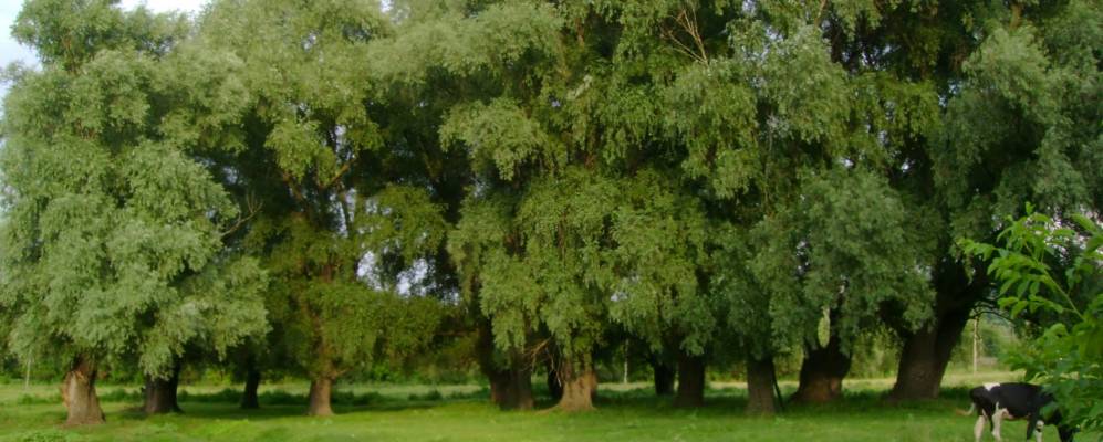 
            Фотография Ясиново