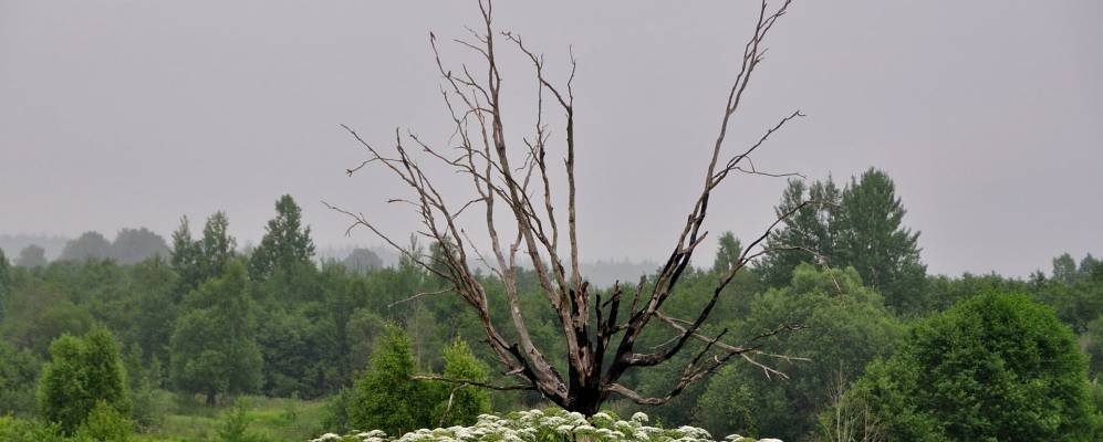 
            Фотография Смычково