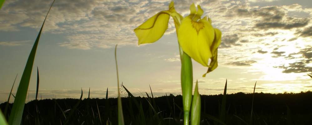 
            Фотография Зеленой