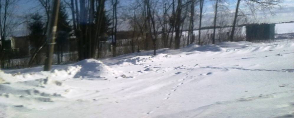 Фотография Горелицы