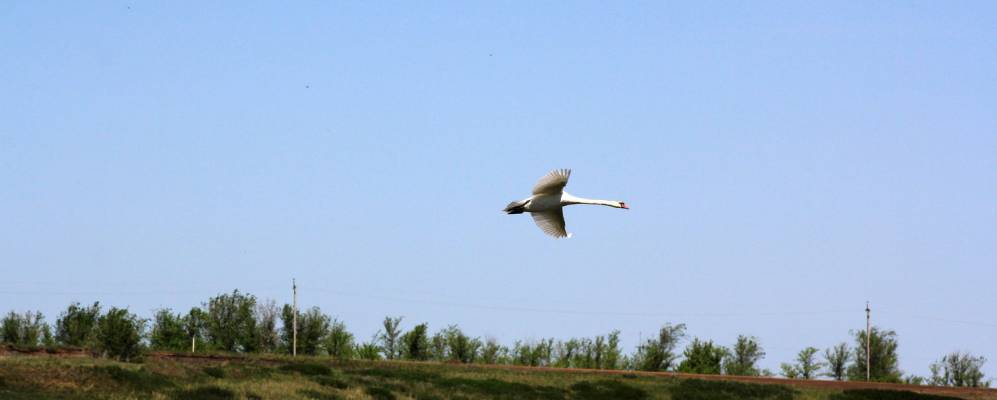 
            Фотография Перевозинки