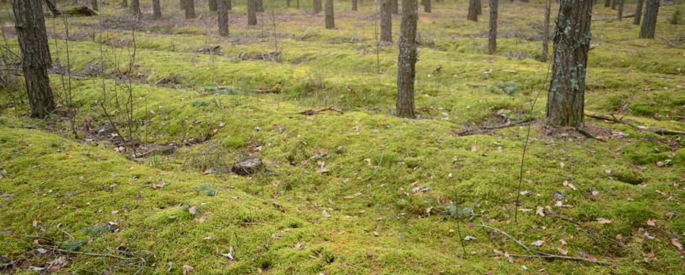 
            Фотография Лучицы