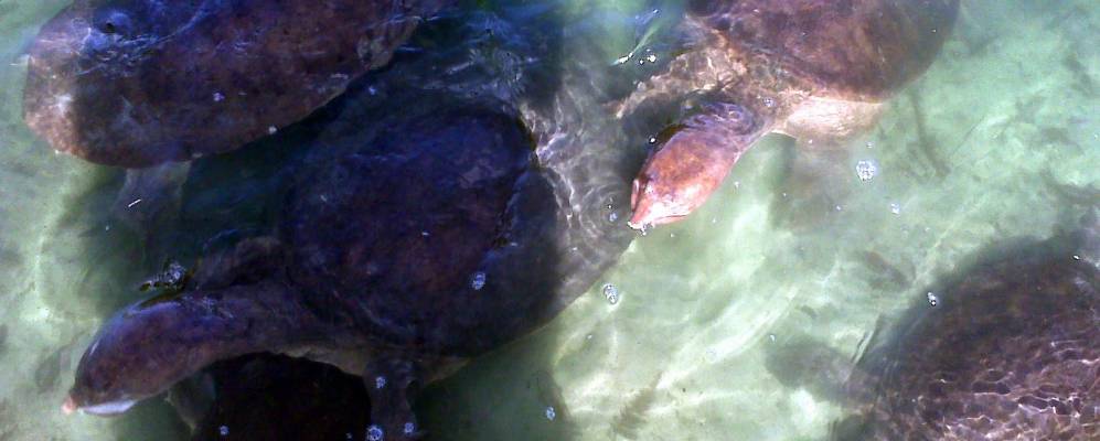 
            Фотография Сент Джорджа