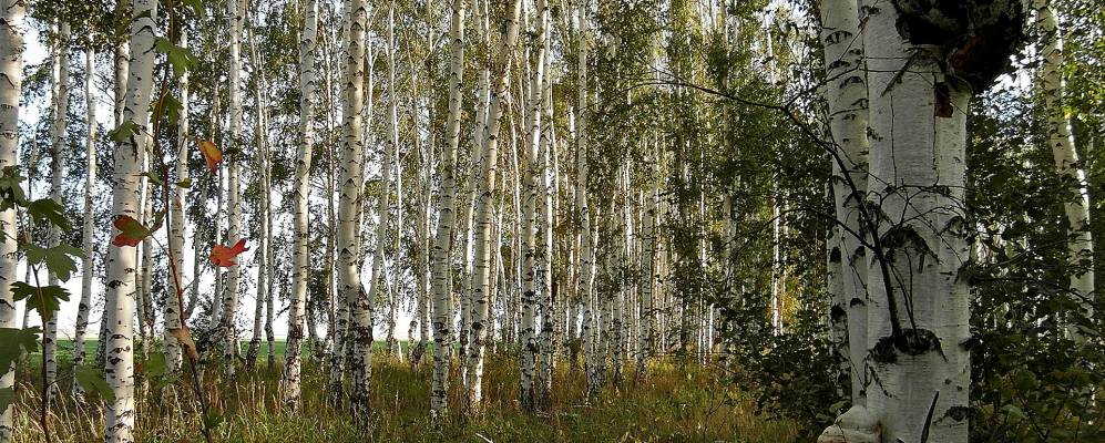 Фотография Орловки