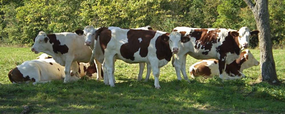 
            Фотография Валлейри