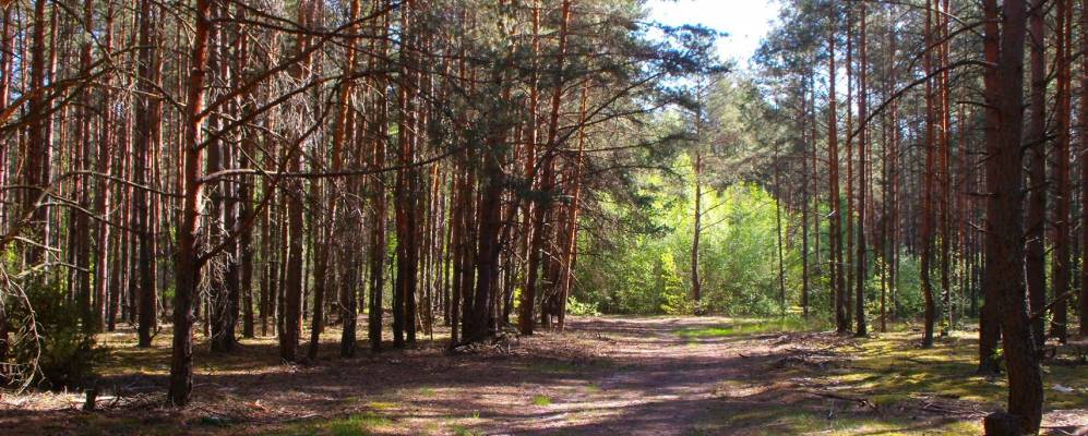 Фотография Пластка