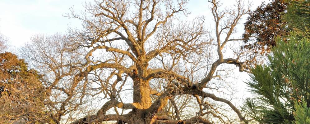 
            Фотография Колониал-Хайтс