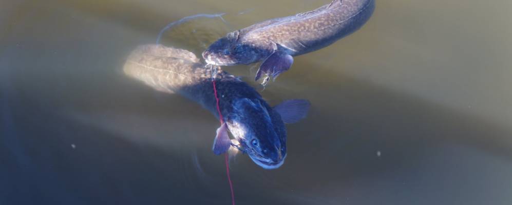 
            Фотография Большой Саровки