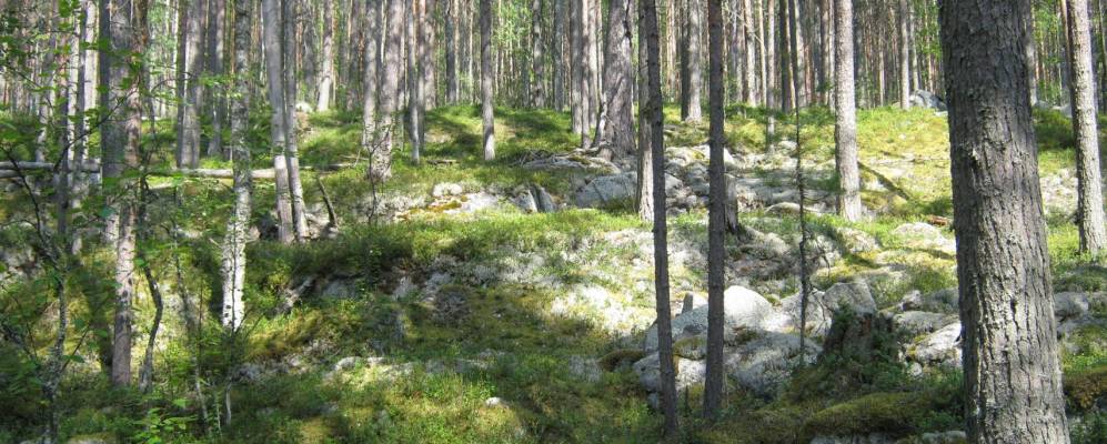 
            Фотография Ройкнаволока