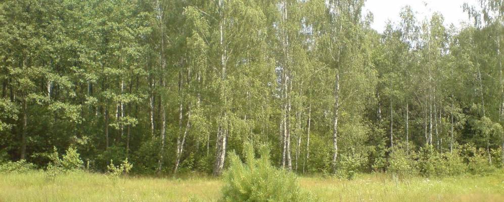 
            Фотография Кормы