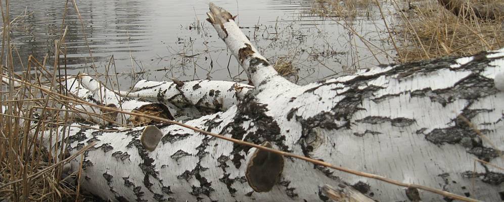 
            Фотография Хуторы