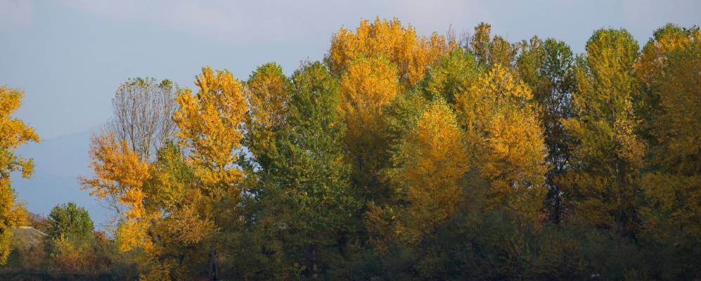 
            Фотография Гетини